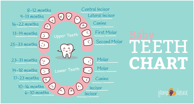 age children start teething image